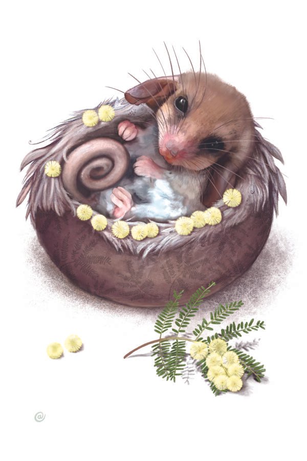 Pygmy-Possum Baby Card