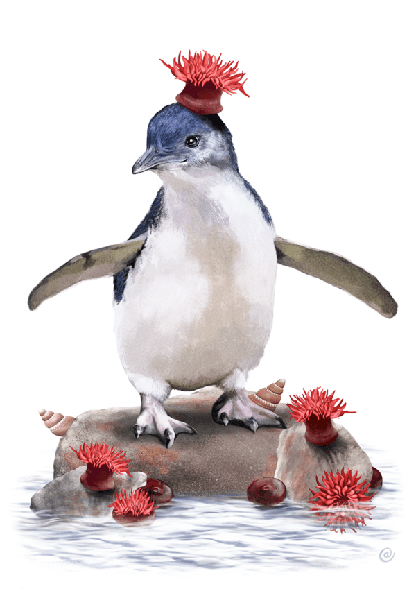 Little Penguin fine art print | little penguin and waratah anemones | Best in Show illustration | Cal Heath