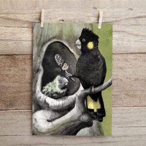 yellow-tailed black cockatoo fine art print | illustration by Cal Heath | Best in Show