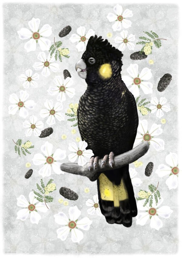 Yellow-tailed Black Cockatoo illustration | by Cal Heath | Best in Show