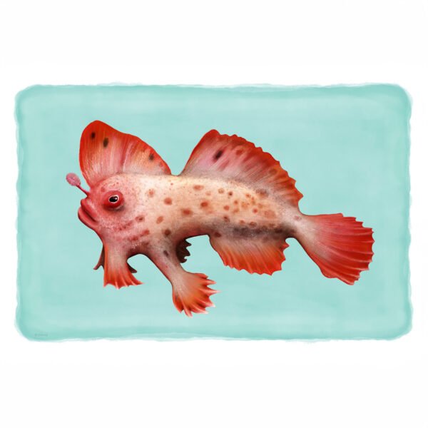 Red handfish | illustration by Cal Heath from Best in Show