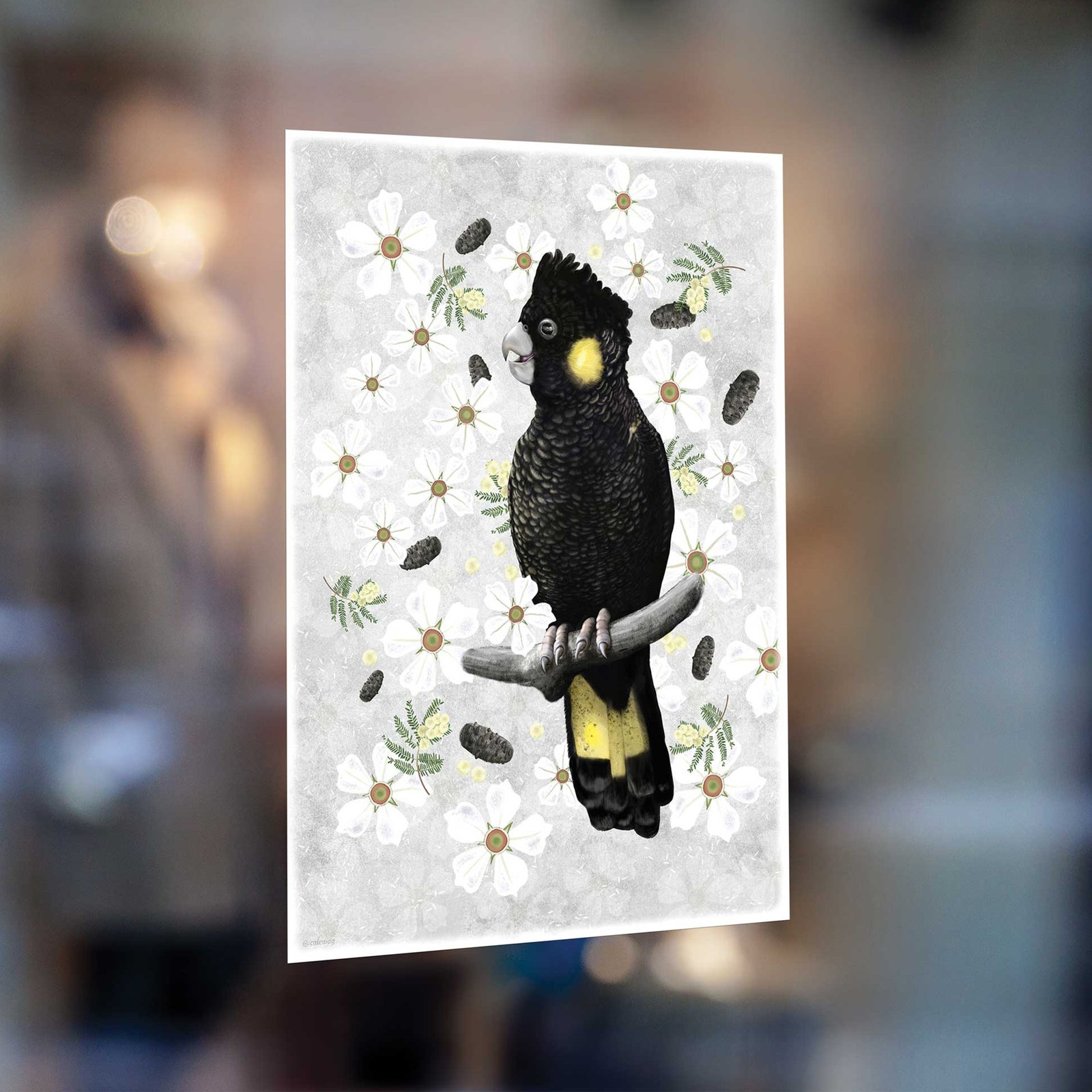 Yellow-tailed Black Cockatoo window sticker | illustration by Cal Heath | Best in Show
