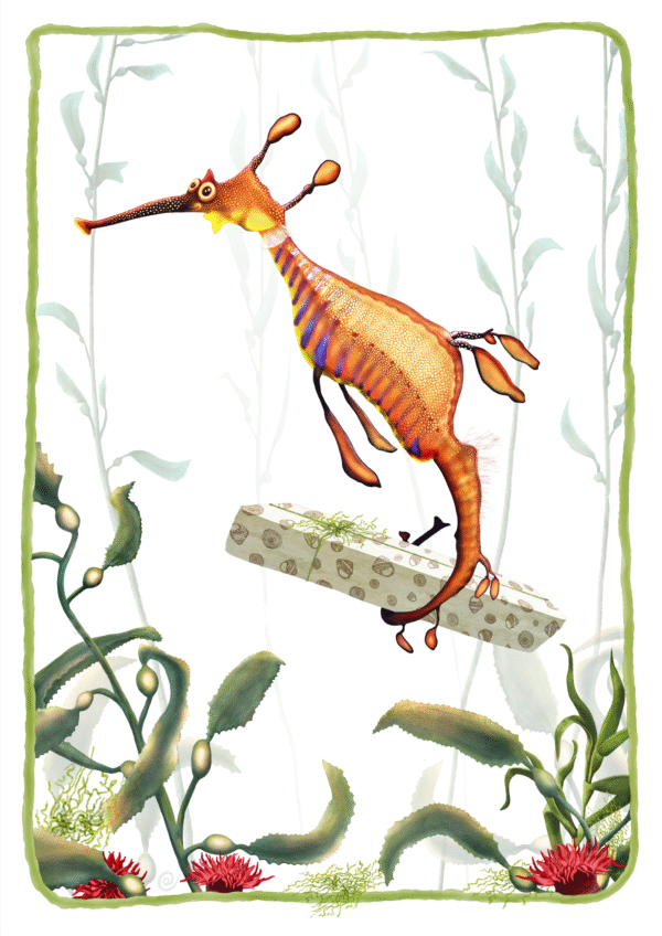 weedy seadragon | weedy seadragon illustration | best in show | Cal Heath | Tasmanian sea life | Tasmania