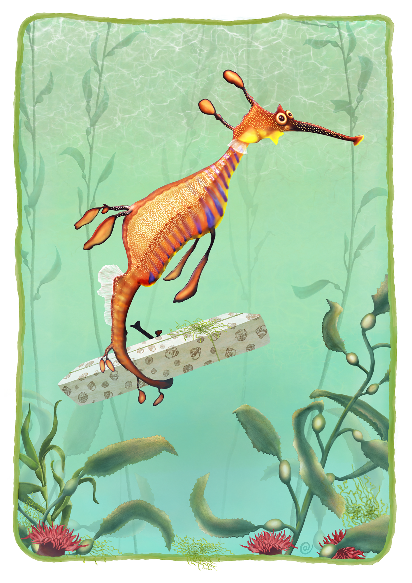 weedy seadragon in the water | weedy seadragon illustration | best in show | Cal Heath | Tasmanian sea life | Tasmania